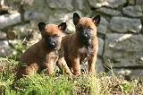 MALINOIS 1067